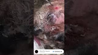 Painful Maggot In Dog dogs doctor dog maggot dog maggot removal dog doctor [upl. by Aniluj]