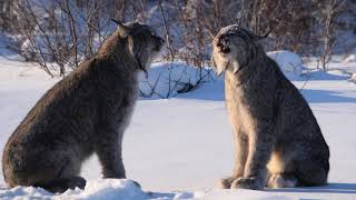 Lynx Screaming during mating season [upl. by Ojeitak782]