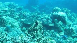 Paradise Taveuni house reef  great terrain [upl. by Laryssa]