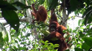 Semenggoh Orangutan Centre Kuching Sarawak [upl. by German976]