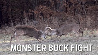 Monster Whitetail Buck Fight [upl. by Reuven]