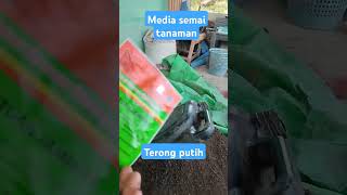 Media tanam potray terong pertanian agricultureindonesia farming tuah kabon semangkamerah [upl. by Fellows]