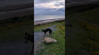 Scottish deerhound enjoying beautiful Scotland 🏴󠁧󠁢󠁳󠁣󠁴󠁿 [upl. by Whitman]