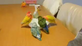 Lovebirds Singing amp Talking  Lovebirds As Pets  love lovebirds viralvideo vocabulary voice [upl. by Grenier952]