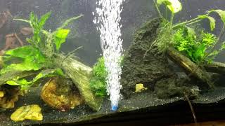 Planted Community Tank  Dwarf Gourami Neon Tetras Corycat [upl. by Annaej]