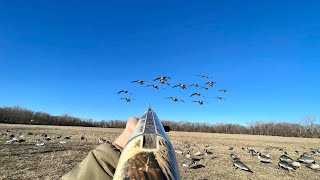 Goose Hunting Banded Geese in a Pasture MULTIPLE BANDS [upl. by Erskine]