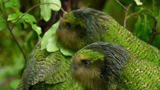 ESCAPE FROM EXTINCTION  Landmark Theatres Exclusive Kakapo Clip [upl. by Lukash]