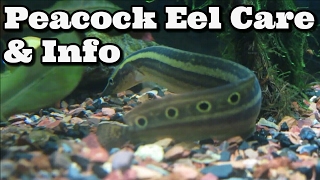 Peacock Eel  Spiny Eel Care Information and Advice  Macrognathus Siamensis [upl. by Krigsman]