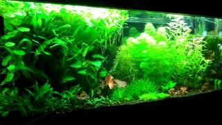 Setting up your first Planted Aquarium Part 2 Substrate amp Fertilizers [upl. by Gayelord]