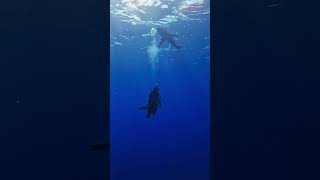 Whitetip shark 🤿❤️ divewithelhamy shortsvideo shortvideo shorts short gopro explore [upl. by Afaw]