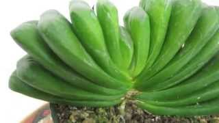 Haworthia truncata cv Lime Green [upl. by Randall406]