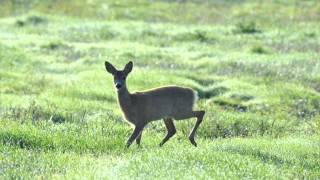 Sarna  Góralska piosenka ludowa  Polish Highlanders folk song [upl. by Arrol]