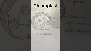 Chloroplast diagram shorts [upl. by Kassi324]