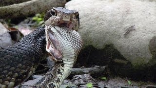 Cottonmouth vs Rattlesnake 03  Cottonmouth Kills amp Eats Rattlesnake [upl. by Wiedmann371]