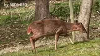 Muntjac RSPB Minsmere  Muntjak Muntiacus reevesi [upl. by Thrasher]