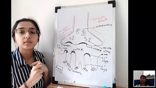 Neuromuscular Physiology [upl. by Epolenep]