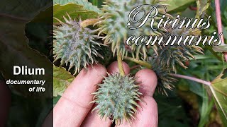 Ricinus Ricinus communis [upl. by Roydd]