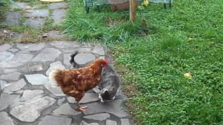 GALLINA VS GATTO [upl. by Anhej467]