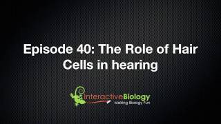 040 The Role of Hair Cells in Hearing [upl. by Ahsias]