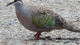 Common Bronzewing [upl. by Tneciv]