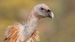 ✅ Aves carroñeras como hacer la mejor foto 📷 Curso fotografía de aves 810 [upl. by Margery]