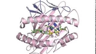 Abacavir induced drug hypersensitivity  Dr Julian Vivian [upl. by Denie]