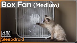 ►10 hours of Box Fan White Noise  Sounds for Sleeping Medium Speed with Cute Kitten Window Fan [upl. by Garnett123]