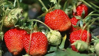 How to Grow Strawberries Organically  Complete Growing Guide [upl. by Nanine]