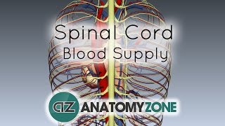 Spinal Cord Anatomy  Blood Supply  3D Anatomy Tutorial [upl. by Ahsien]