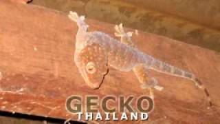 Gecko Gekko Tokeh [upl. by Nosyt]