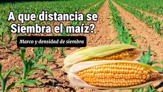 A que distancia se siembra el maíz 🌽 Marco y densidad de plantación ✅ [upl. by Christalle]