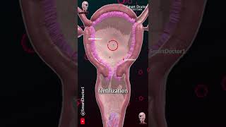 Menstrual cycle amp Ovulation Menstruation ✨‍♀️ [upl. by Nahoj363]