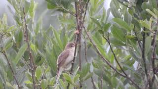 MYRSANGER ACROCEPHALUS PALUSTRIS [upl. by Felt]