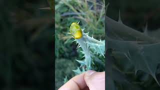 Argemone mexicana el chicalote o cardo santo plantas campo rancho botánica naturaleza [upl. by Teodoor]