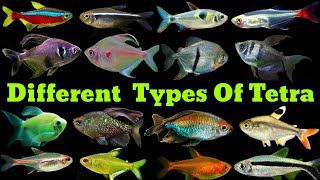 Different Types Of Tetra Fish  Tetra Fish Varieties [upl. by Charleton]