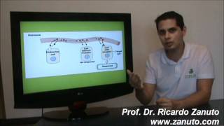 Sinalização Celular  Autocrino Paracrino Endocrino  Prof Dr Ricardo Zanuto [upl. by Renmus]