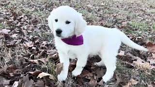 Sweet and Sassy Golden Retriever Puppy  Miss Purple [upl. by Pfosi]