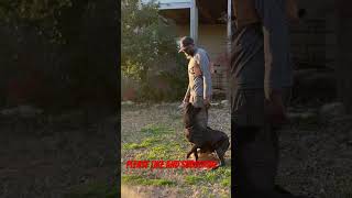 Dutch Shepherd Obedience Training [upl. by Booker]