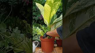 Para maiwasan ang pagkabulok ng mga cuttings maghintay ng tatlong araw bago diligan plantingtips [upl. by Benil]