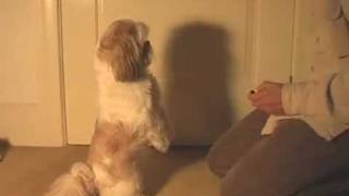 Dog Training Tricks  quotBegquot [upl. by Aitetel717]