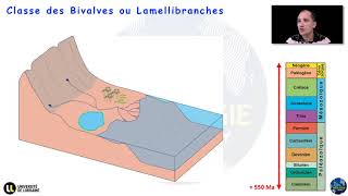 Notions élémentaires de paléontologie  Lembranchement des Mollusques Par Yann Hautevelle [upl. by Kerat744]