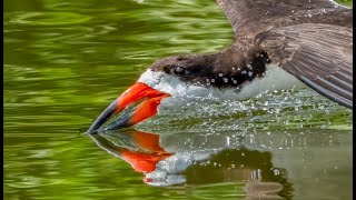 Skimming by Black Skimmers  Baby Skimmers [upl. by Dugaid]