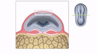 General Embryology  Detailed Animation On Neurulation [upl. by Phillada]