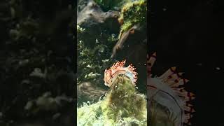 Flabellina rubrolineata in Aegean Sea A migrant of Red Sea and further a field [upl. by Corene]