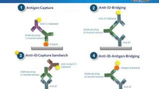 Anti Idiotypic Antibodies – A Powerful Tool for Antibody Drug Studies [upl. by Eboh]