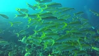 quotBest Diving in Kona Boxfish Goatfish Unicornfish and Cornetfish” [upl. by Dnalyar]