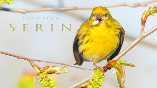 Bird sounds European serin chirping and singing in the spring [upl. by Ymeon837]