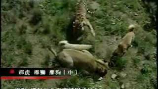 Turkish Kangal Dogs vs Tigers amp Lions [upl. by Penn]