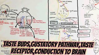 taste budsgustatory pathwaytaste receptorconduction to braingustation tastantchemosensation [upl. by Loredo642]