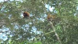 Howler Monkey sounds [upl. by Entirb698]